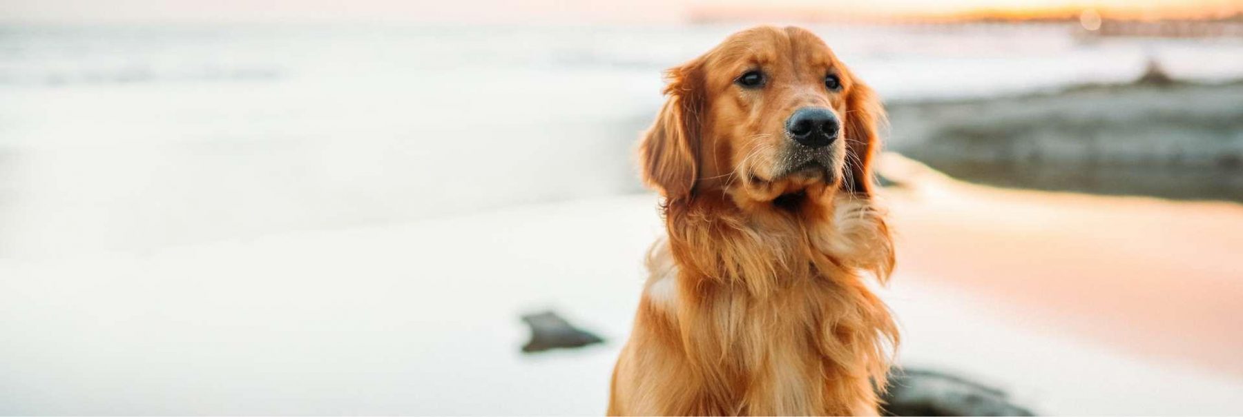 bobbing hill vets dog